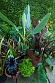 DARREN CLEMENTS GARDEN  STAFFORDSHIRE: BORDER BESIDE THE HOUSE WITH MUSA LASIOCARPA  PHOENIX CANARIENSIS  CANNA TROPICANA  EUCOMIS BURGUNDY SPARKLE