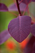 DARREN CLEMENTS GARDEN  STAFFORDSHIRE: CLOSE UP OF LEAVES OF COTINUS GRACE