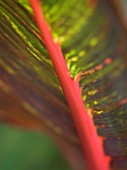 DARREN CLEMENTS GARDEN  STAFFORDSHIRE: CLOSE UP OF LEAVES OF CANNA TROPICANA