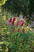 PETTIFERS GARDEN  OXFORDSHIRE. GLADIOLUS PAPILIO RUBY IN A BORDER WITH SANGUISORBA AND ACHILLEA. FLOWER  RED  BULB