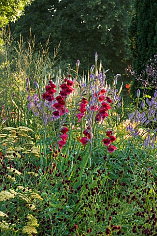 PETTIFERS_GARDEN__OXFORDSHIRE_GLADIOLUS_PAPILIO_RUBY_IN_A_BORDER_WITH_SANGUISORBA_AND_ACHILLEA_FLOWE