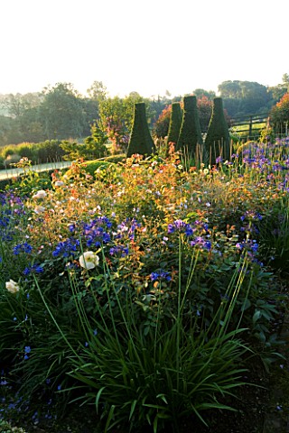 PETTIFERS_GARDEN__OXFORDSHIRE_DAWN_VIEW_OF_THE_PARTERRE_IN_SEPTEMBER_WITH_AGAPANTHUS__HEADBOURNE_HYB
