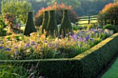 PETTIFERS GARDEN  OXFORDSHIRE. PARTERRE IN LATE SUMMER WITH AGAPANTHUS HEADBOURNE HYBRIDS AND YEW TOPIARY