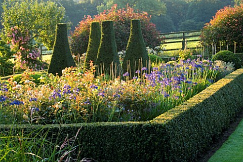 PETTIFERS_GARDEN__OXFORDSHIRE_PARTERRE_IN_LATE_SUMMER_WITH_AGAPANTHUS_HEADBOURNE_HYBRIDS_AND_YEW_TOP
