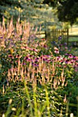 PETTIFERS GARDEN  OXFORDSHIRE. DAWN LIGHT ON BORDER WITH ECHINACEAS AND VERONICASTRUM