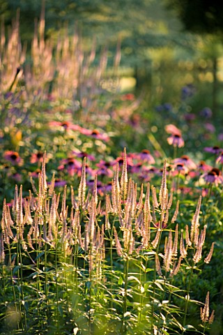 PETTIFERS_GARDEN__OXFORDSHIRE_DAWN_LIGHT_ON_BORDER_WITH_ECHINACEAS_AND_VERONICASTRUM