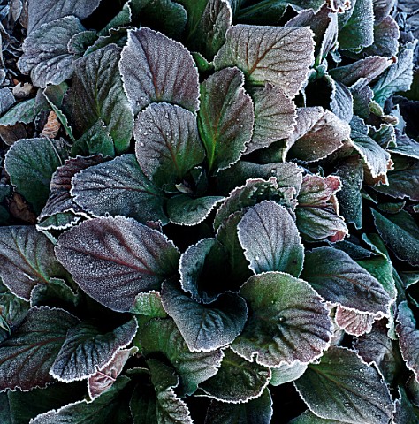 DETAIL_OF_FROSTED_LEAVES_OF_BERGENIA_CRASSIFOLIA