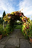 WILKINS PLECK  STAFFORDSHIRE: ARCH OF VITIS COIGNETIAE IN AUTUMNAL COLOURS