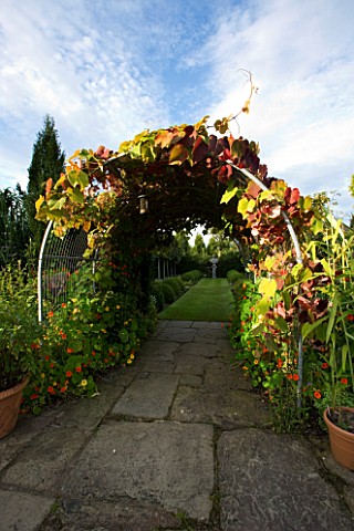 WILKINS_PLECK__STAFFORDSHIRE_ARCH_OF_VITIS_COIGNETIAE_IN_AUTUMNAL_COLOURS