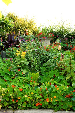 WILKINS_PLECK__STAFFORDSHIRE_HOT_BORDER_WITH_NASTURTIUMS_AND_CANNAS
