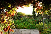 WILKINS PLECK  STAFFORDSHIRE: VIEW OUT OF METAL ARCH COVERED IN VITIS COIGNETIAE TO HOT BORDER OF NASTURTIUMS AND CANNAS