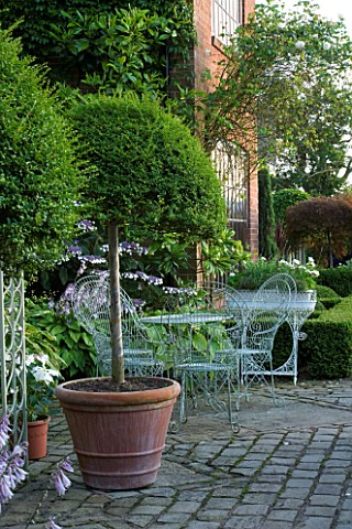 WILKINS_PLECK__STAFFORDSHIRE_PATIO_AT_THE_BACK_OF_THE_HOUSE_WITH_CLIPPED_TOPIARY_IN_A_TERRACOTTA_CON