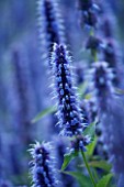 ORCHARD DENE NURSERY  OXFORDSHIRE: AGASTACHE BLUE FORTUNE. CLOSE UP. FLOWERS  BLUE