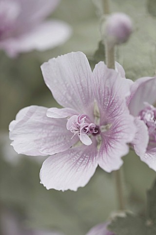 ORCHARD_DENE_NURSERY__OXFORDSHIRE_ALCEA_PARK_ROWDELL_CLOSE_UP_FLOWERS_DESATURATED_IMAGE