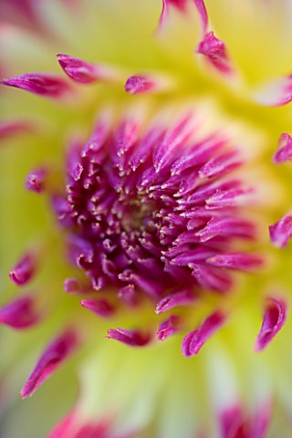 PETTIFERS__OXFORDSHIRE_CLOSE_UP_OF_YELLOW_FLOWERS_OF_DAHLIA_MUMS_LIPSTICK_WITH_PINK_TIPS_TO_PETALS