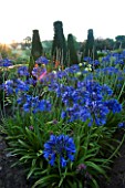 PETTIFERS GARDEN  OXFORDSHIRE: THE PARTERRE IN AUTUMN PLANTED WITH AGAPANTHUS HEADBOURNE HYBRIDS