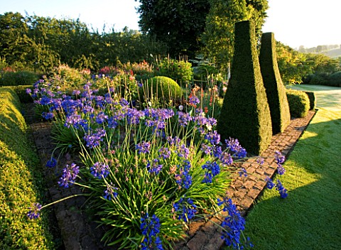 PETTIFERS_GARDEN__OXFORDSHIRE_THE_PARTERRE_IN_AUTUMN_PLANTED_WITH__AGAPANTHUS_HEADBOURNE_HYBRIDS