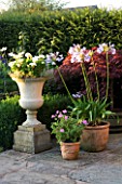 WILKINS PLECK  STAFFORDSHIRE: TERRACOTTA AND STONE CONTAINERS ON THE PATIO PLANTED WITH AGAPANTHUS AND PELARGONIUMS