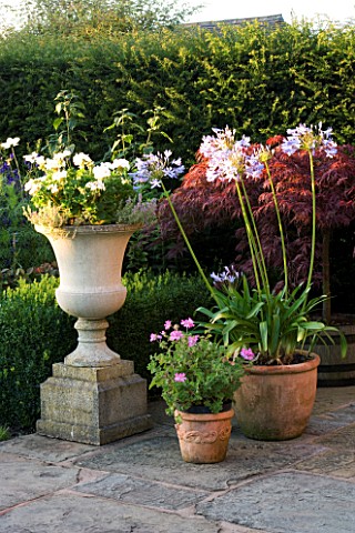 WILKINS_PLECK__STAFFORDSHIRE_TERRACOTTA_AND_STONE_CONTAINERS_ON_THE_PATIO_PLANTED_WITH_AGAPANTHUS_AN