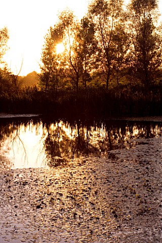 WILKINS_PLECK__STAFFORDSHIRE_THE_LAKE_AT_SUNSET