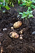 CLARE MATTHEWS POTAGER/ VEGETABLE PROJECT: SWIFT POTATOES FRESHLY DUG OUT OF THE SOIL