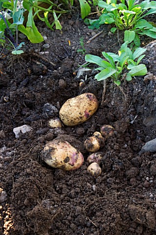 CLARE_MATTHEWS_POTAGER_VEGETABLE_PROJECT_SWIFT_POTATOES_FRESHLY_DUG_OUT_OF_THE_SOIL