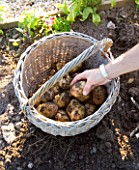 CLARE MATTHEWS POTAGER/ VEGETABLE PROJECT: WICKER BASKET FILLED WITH FRESHLY DUG SWIFT POTATOES