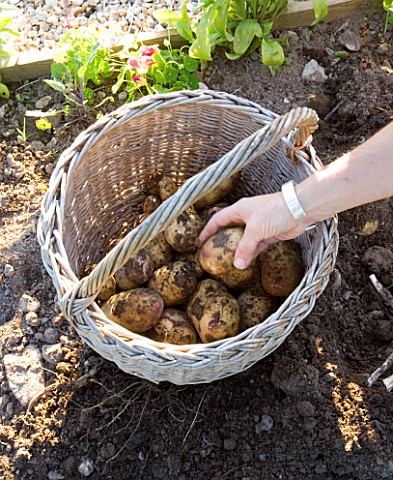 CLARE_MATTHEWS_POTAGER_VEGETABLE_PROJECT_WICKER_BASKET_FILLED_WITH_FRESHLY_DUG_SWIFT_POTATOES