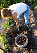 CLARE MATTHEWS POTAGER/ VEGETABLE PROJECT: CLARE DIGGING SWIFT POTATOES INTO A WICKER BASKET