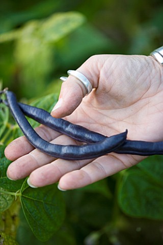 DESIGNER_CLARE_MATTHEWS__VEGETABLE_GARDEN_PROJECT_CLARE_HOLDING_SOME_FRENCH_BEAN_PURPLE_KING