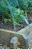 CLARE MATTHEWS DEVON - POTAGER/ VEGETABLE PROJECT - SAVOY CABBAGE TUNDRA IN RAISED WOODEN BED PROTECTED BY WIRE NETTING