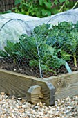 CLARE MATTHEWS DEVON - POTAGER/ VEGETABLE PROJECT - SAVOY CABBAGE TUNDRA IN RAISED WOODEN BED PROTECTED BY WIRE NETTING