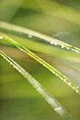 LADY FARM  SOMERSET - DESIGNER  JUDY PEARCE: CLOSE UP OF LEAVES OF MISCANTHUS MORNING LIGHT WITH RAINDROPS