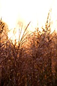LADY FARM  SOMERSET: DESIGNER  JUDY PEARCE - BACKLIT GRASSES IN THE EVENING IN THE NEW PERENNIAL GARDEN