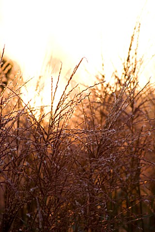 LADY_FARM__SOMERSET_DESIGNER__JUDY_PEARCE__BACKLIT_GRASSES_IN_THE_EVENING_IN_THE_NEW_PERENNIAL_GARDE