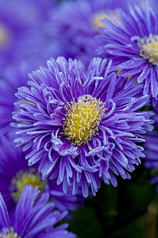 LADY_FARM__SOMERSET_DESIGNER__JUDY_PEARCE__CLOSE_UP_OF_FLOWERS_OF_ASTER_NOVI_BELGII_PERCY_THROWER_BL