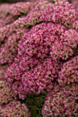 LADY FARM  SOMERSET: DESIGNER  JUDY PEARCE - CLOSE UP OF FLOWERS OF SEDUM AUTUMN JOY