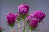 LADY FARM  SOMERSET: DESIGNER  JUDY PEARCE - CLOSE UP OF EMERGING BUDS OF FLOWERS OF ASTER NOVAE ANGLIAE ALMA POTSCHKE
