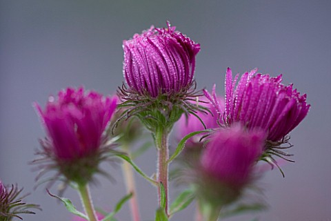 LADY_FARM__SOMERSET_DESIGNER__JUDY_PEARCE__CLOSE_UP_OF_EMERGING_BUDS_OF_FLOWERS_OF_ASTER_NOVAE_ANGLI
