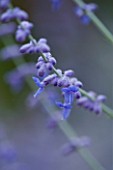 LADY FARM  SOMERSET: DESIGNER  JUDY PEARCE - CLOSE UP OF FLOWERS OF PEROVSKIA BLUE SPIRE (RUSSIAN SAGE)
