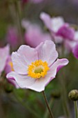 LADY FARM  SOMERSET: DESIGNER  JUDY PEARCE - CLOSE UP OF THE FLOWER OF ANEMONE TOMENTOSA ROBUSTISSIMA