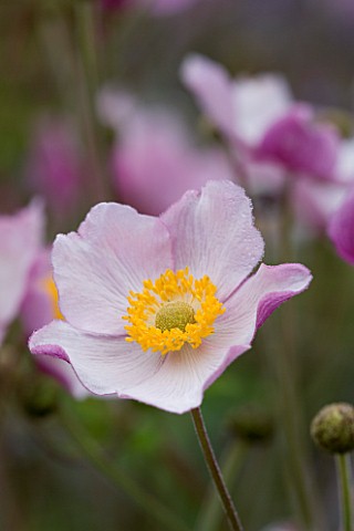 LADY_FARM__SOMERSET_DESIGNER__JUDY_PEARCE__CLOSE_UP_OF_THE_FLOWER_OF_ANEMONE_TOMENTOSA_ROBUSTISSIMA
