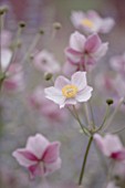 LADY FARM  SOMERSET: DESIGNER  JUDY PEARCE - PINK FLOWERS OF ANEMONE TOMENTOSA ROBUSTISSIMA. DE- SATURATED IMAGE
