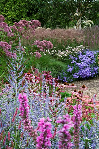 LADY_FARM__SOMERSET_DESIGNER__JUDY_PEARCE__NEW_PERENNIAL_BORDERS_WITH_ASTER_FRIKARTII_MONCH__ANEMONE