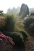 LADY FARM  SOMERSET: DESIGNER: JUDY PEARCE - EARLY MORNING SUNLIGHT FALLS ON A BORDER PLANTED WITH MISCANTHUS MORNING LIGHT AND SEDUM AUTUMN JOY