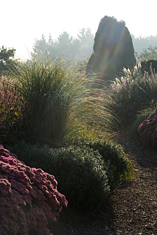 LADY_FARM__SOMERSET_DESIGNER_JUDY_PEARCE__EARLY_MORNING_SUNLIGHT_FALLS_ON_A_BORDER_PLANTED_WITH_MISC