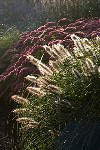 LADY_FARM__SOMERSET_DESIGNER_JUDY_PEARCE__EARLY_MORNING_LIGHT_ON_A_BORDER_WITH_PENNISETUM_ALOPECUROI