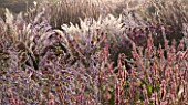 LADY FARM  SOMERSET: DESIGNER  JUDY PEARCE - NEW PERRENIAL BORDER BACKLIT IN MORNING LIGHT - PEROVSKIA BLUE SPIRE AND PERSICARIA AMPLEXICAULIS INVERLEITH