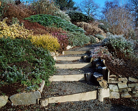 BANK_OF_HEATHERS_BESIDE_WOODEN_STEPS_WITH_JUNIPERUS_TAMARISCIFOLIA_IN_BG_THE_DINGLE__WALES