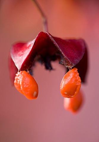 PETTIFERS_GARDEN__OXFORDSHIRE_CLOSE_UP_OF_SEED_POD_OF_EUONYMUS_PLANIPES